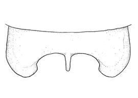  Fig 10,  Anthidium mormonum  male, diagram showing dorsal view of seventh tergum (T7), diagram from Gonzalez and Griswold 2013 
